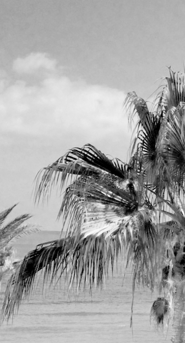 arbol_blanconegro